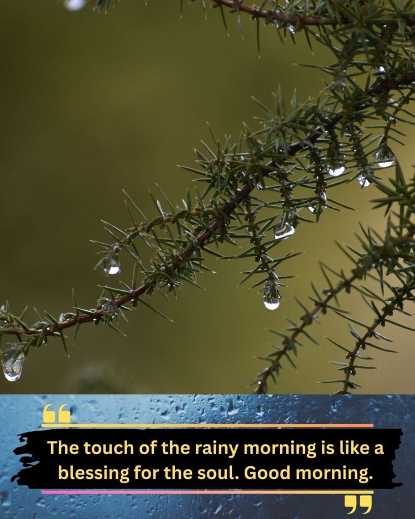 200+ Romantic Bristi Veja Good Morning Status For WhatsApp | Motivational Wallpaper 200+ Romantic Bristi Veja Good Morning Status For WhatsApp