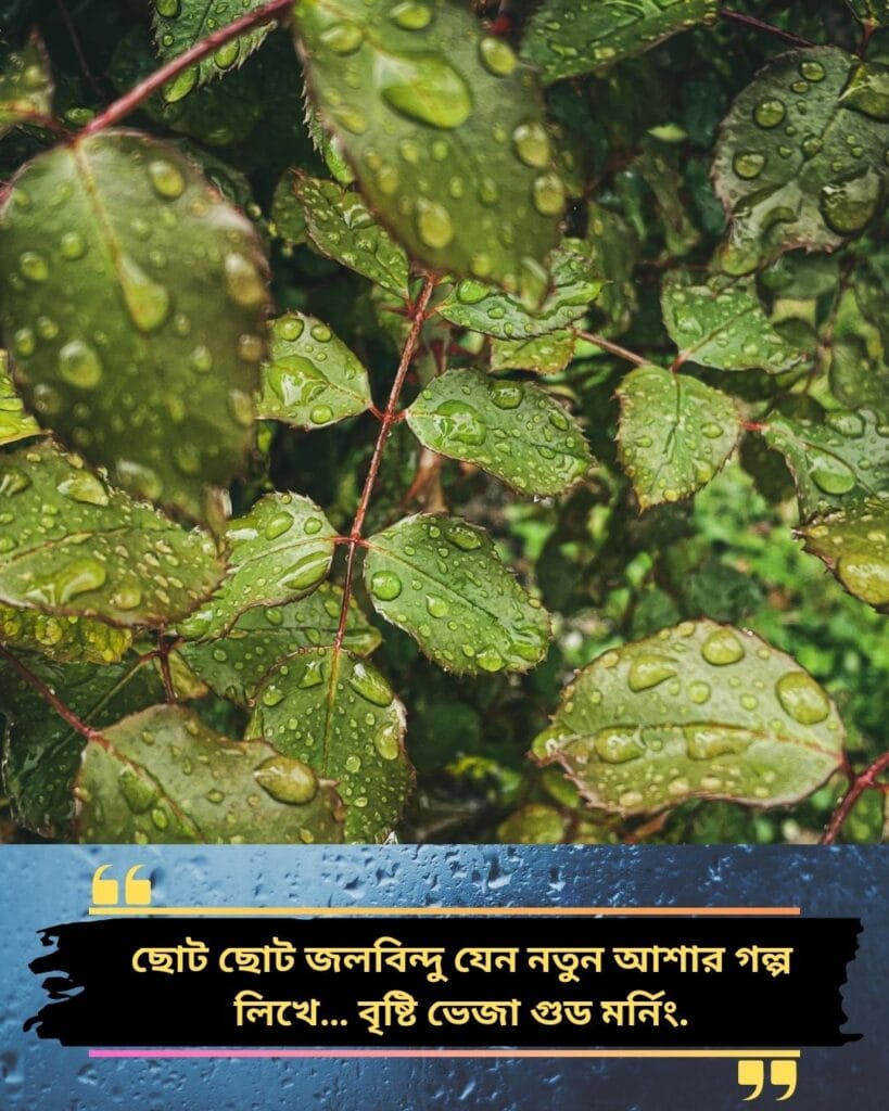 200+ Romantic Bristi Veja Good Morning Status For WhatsApp | Motivational Wallpaper 200+ Romantic Bristi Veja Good Morning Status For WhatsApp