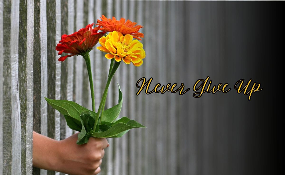 A hand holds vibrant orange, red, and yellow flowers through a wooden fence. The background is dark with the words "Never Give Up" in elegant script.