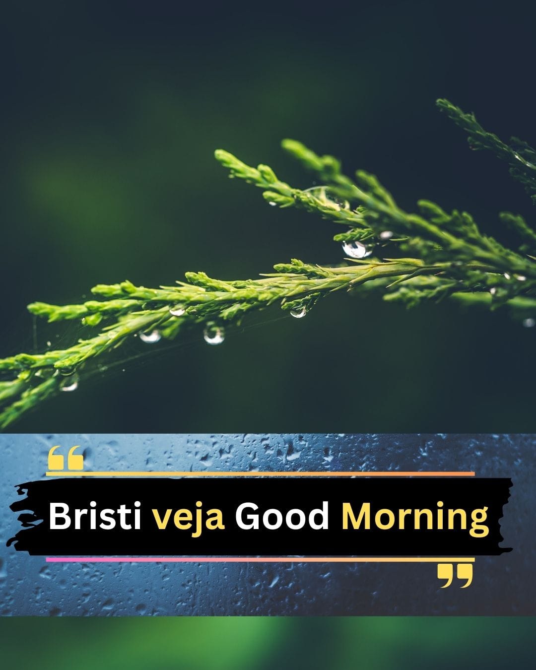 bristi veja good morning rain drop on jhou tree
