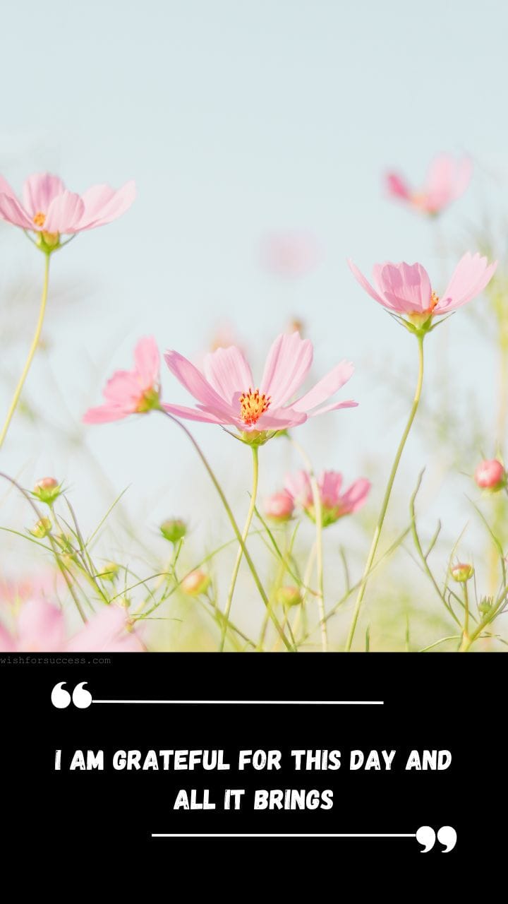 Best Positive Thinking Thursday Motivational Quotes Images Free Download | Motivational Wallpaper Pink cosmos flowers bloom under a clear blue sky, conveying serenity and gratitude.