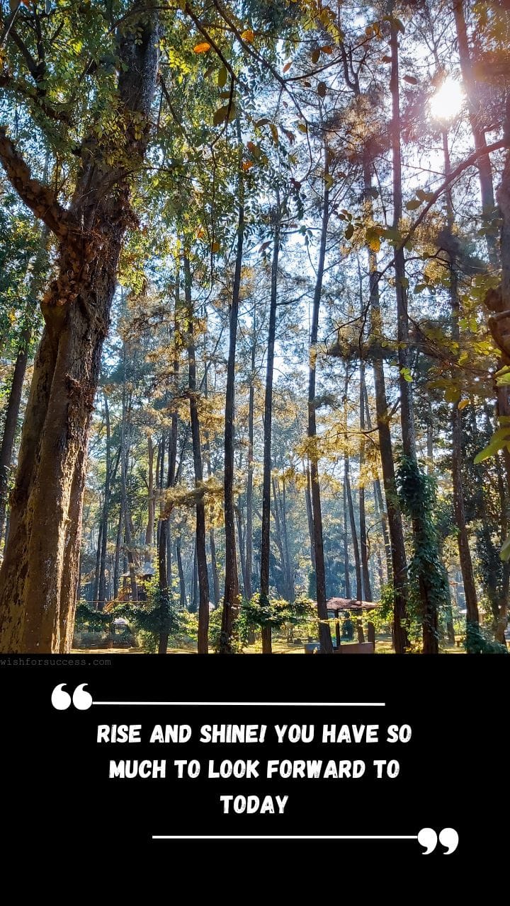 Best Positive Thinking Thursday Motivational Quotes Images Free Download | Motivational Wallpaper Sunlight filters through tall trees in a lush forest, creating a peaceful, inspiring scene.